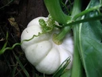 Mini Pumpkin Ghost White/hooligan F1/WEE Be Little/jack Little/lil Pump-kemon. Fixed Price $8.99.